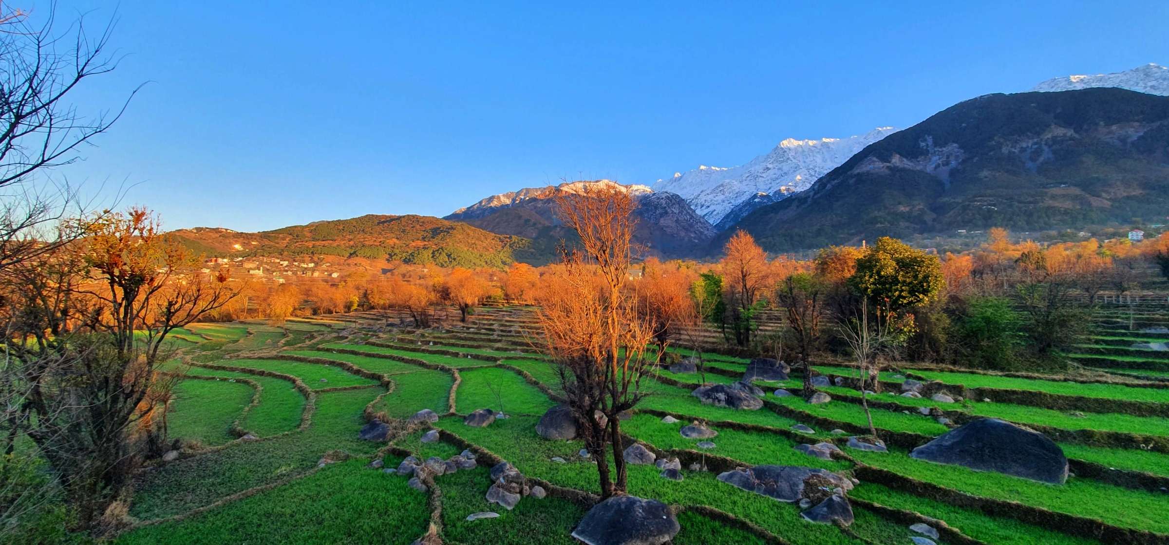 Terraced fields and autumn trees below the Dhauladhar, near Quartz